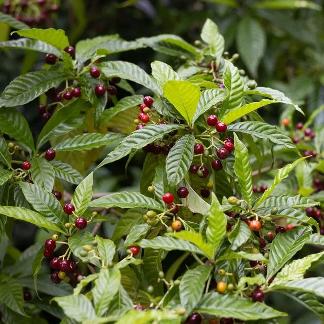 thumbnail for publication: Cultivando café en el jardín de su hogar en Florida